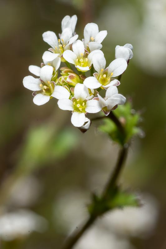 Draba muralis / Draba dei muri